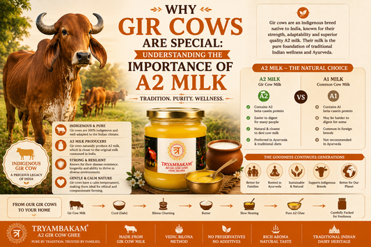 Why Gir Cows Are Special: Understanding the Importance of A2 Milk | Tryambakam Dairy Tryambakam Dairy And Agro Products