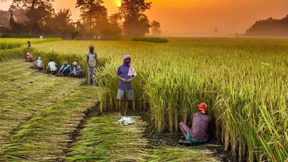 Farmers working in a rice field at sunset