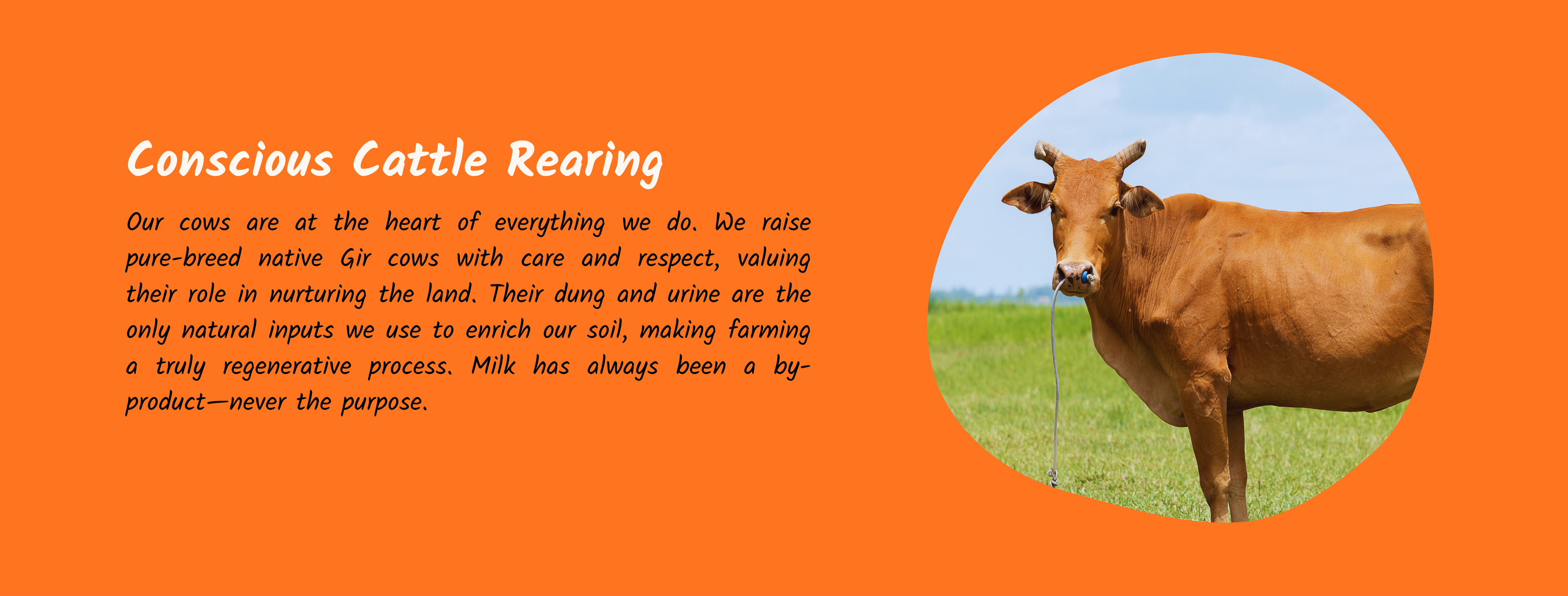 Brown cow in a field with text about conscious cattle rearing on an orange background
